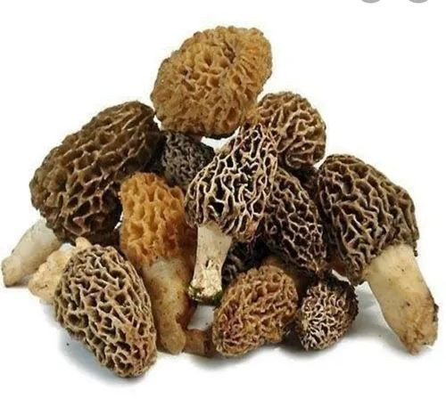 A Grade Morel Mushroom