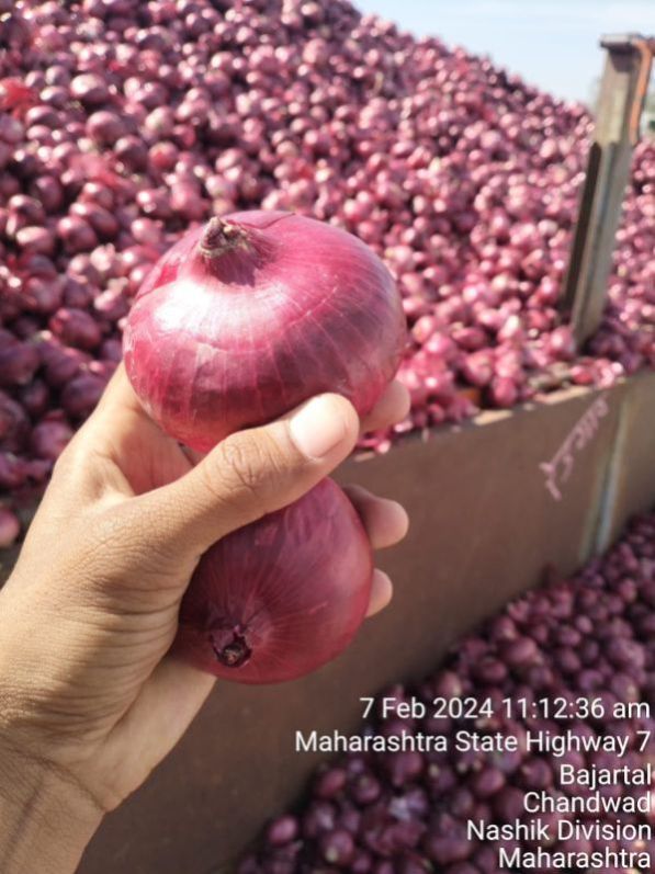 Red Onion