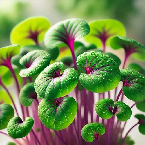 Beetroot Microgreen