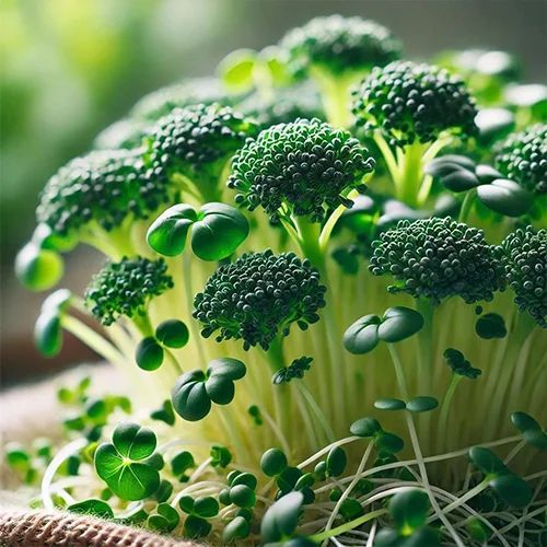 Microgreen Broccoli