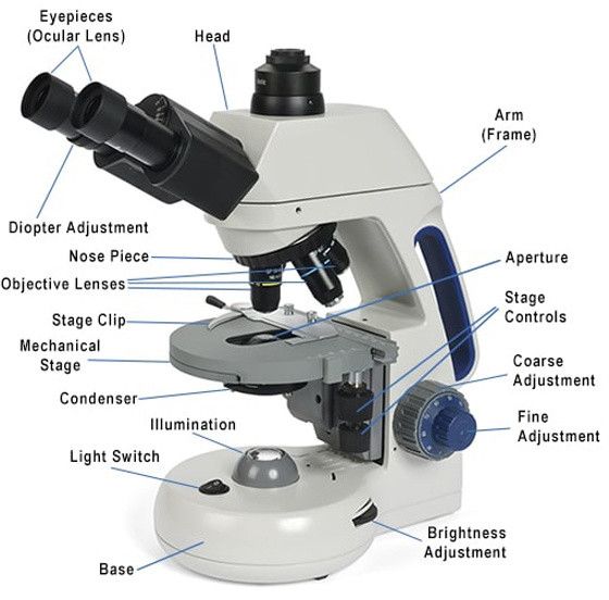 Microscope