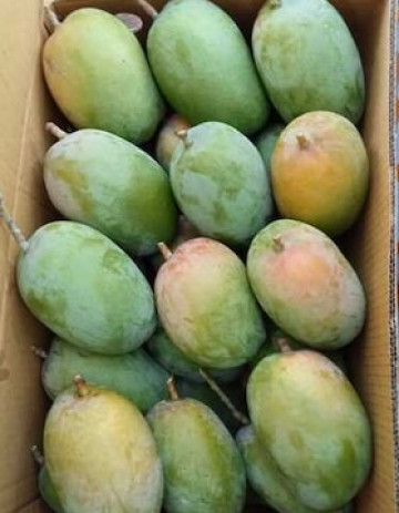 Kesar Mango