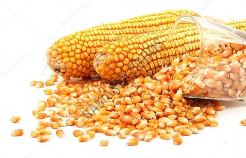 organic maize