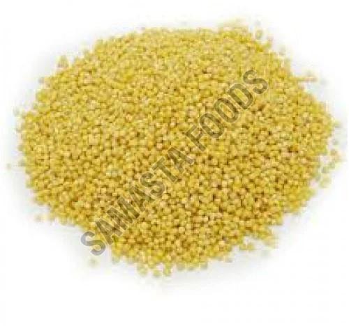 Organic Proso Millet