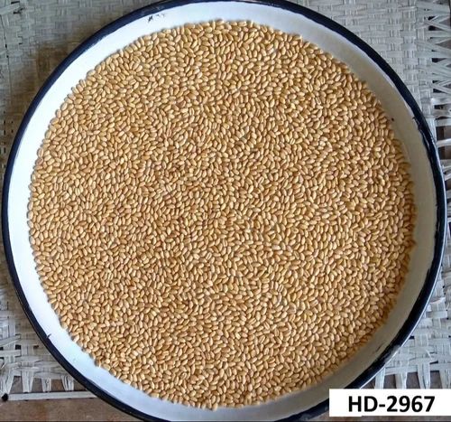 HD 2967 Wheat Seeds