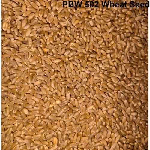 PBW 502 Wheat Seeds
