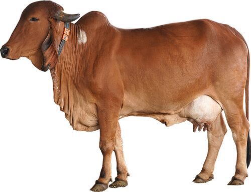 Gir Cow