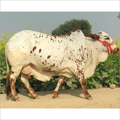 Rathi Heifer