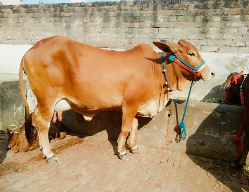 Sahiwal Cow