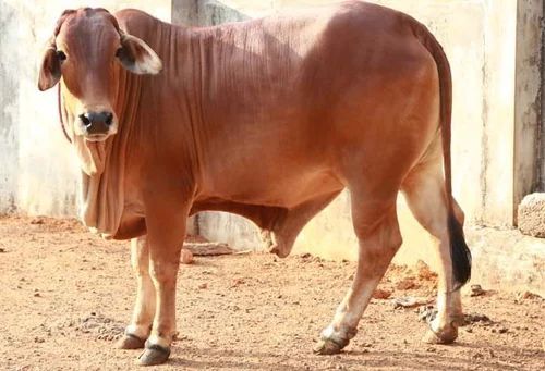 Tharparkar Cow