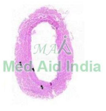 Vein Prepared Anatomy Glass Slide