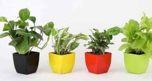 3 Inch Blossom Plastic Flower Pot