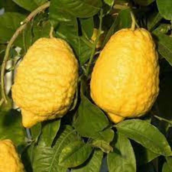 Citrus Medica Extract