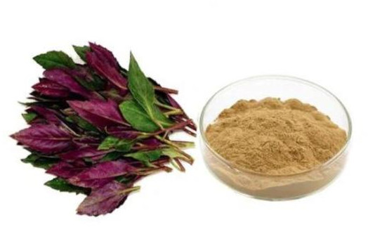 Red Spinach Extract