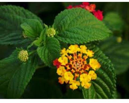 Lantana Camara Extract