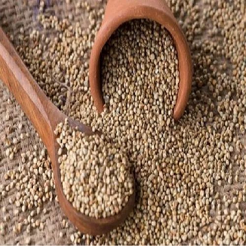 Organic Natural Pearl Millet Seeds, Grade : Food Grade, Purity : 90%