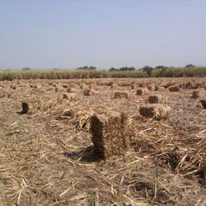 Sugarcane Trash Dried for Bagasse, Molasses