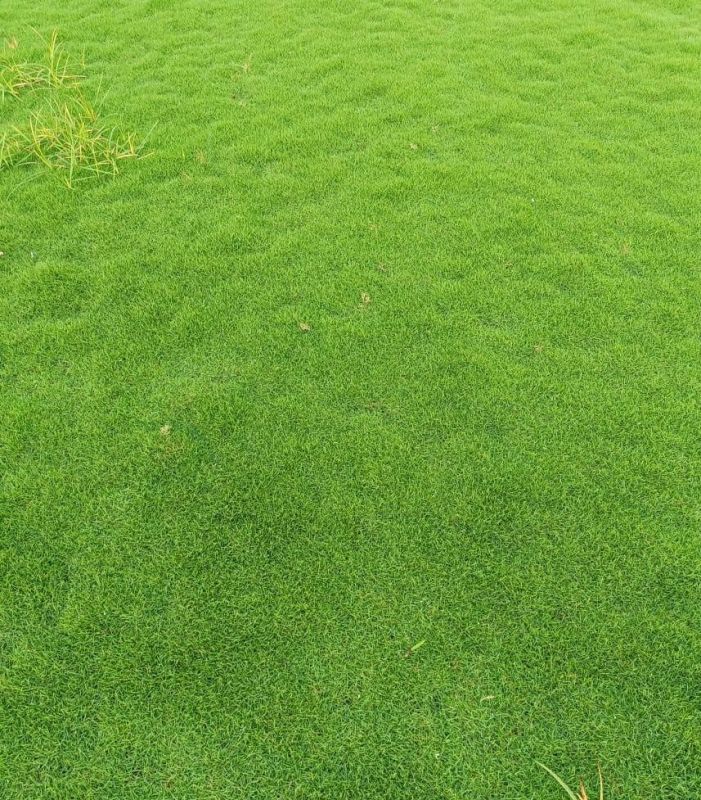 Bermuda Grass