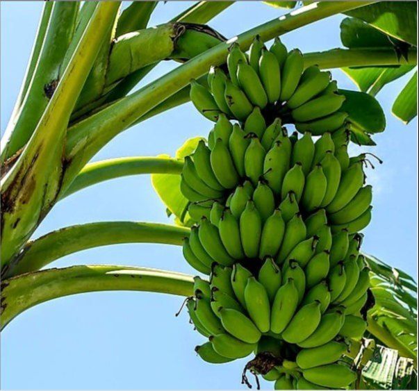 Banana G9 Plant