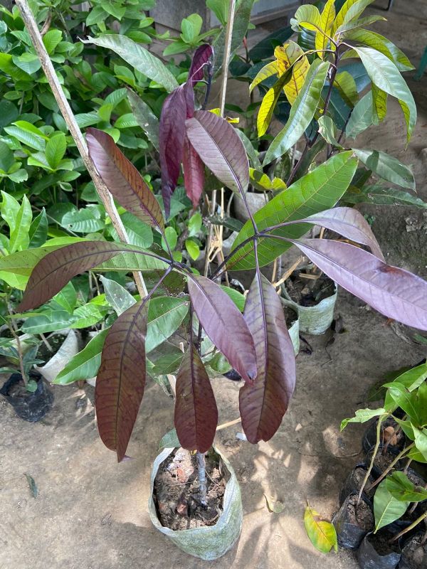 Black Mango Plant