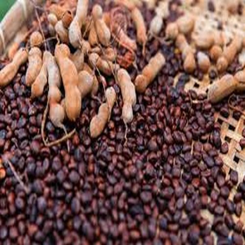 Brown Tamarind Seeds, Packaging Type : Plastic Bag Food Grade