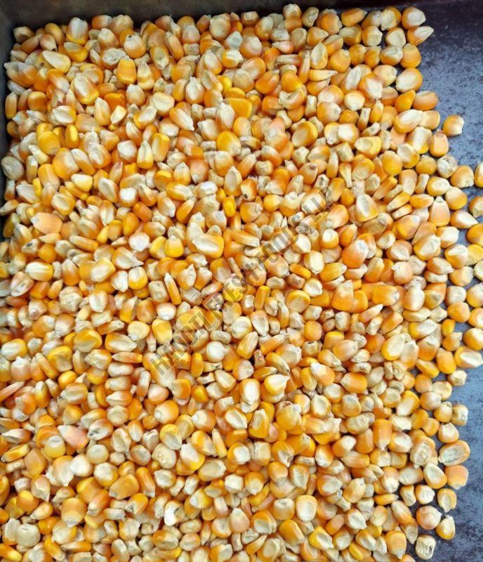 Yellow Maize Seeds