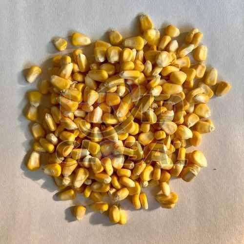 A Grade Fresh Corn Kernels