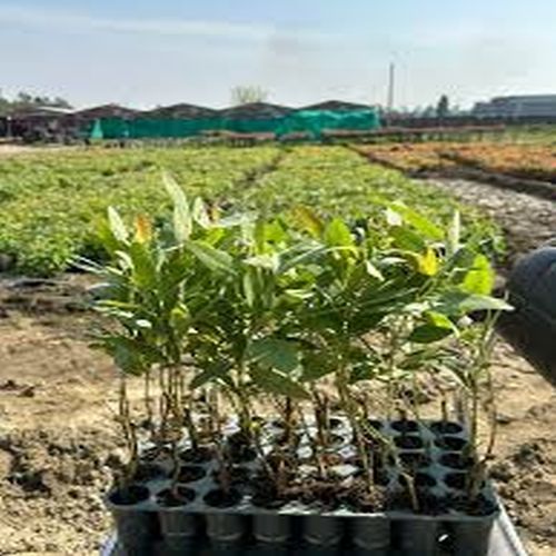 Green Eucalyptus Clone Plant