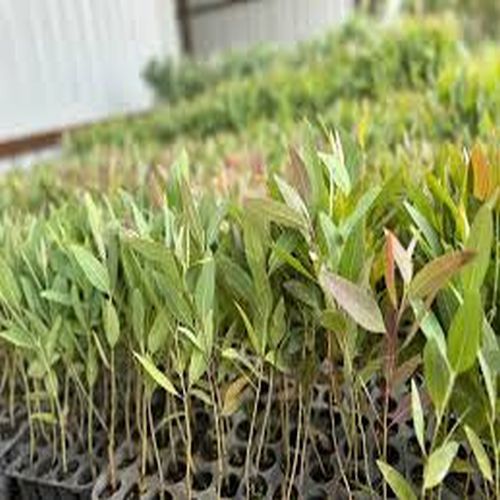 P23 Eucalyptus Clone Plants