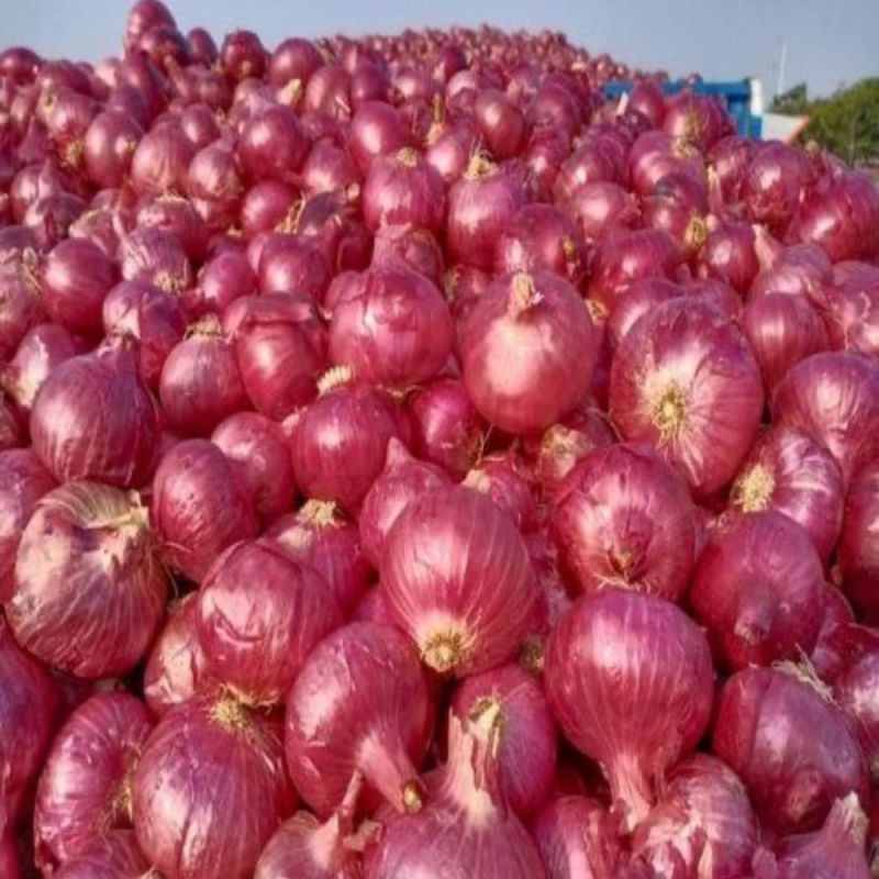 fresh red onion