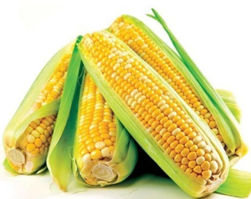Sweet Corn