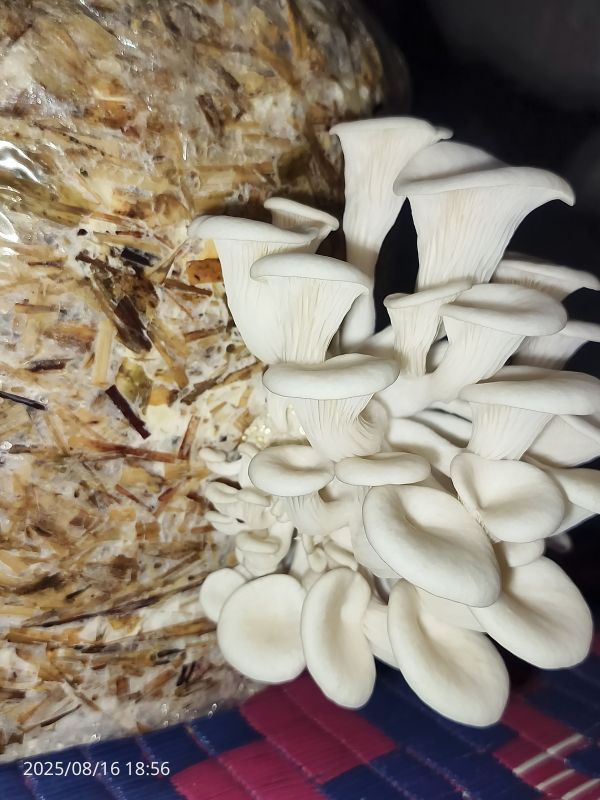 Organic Oyster Mushrooms