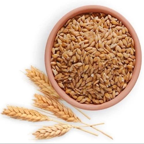 Organic Golden Wheat Seeds, Seed Type : Hybrid for Food Processing
