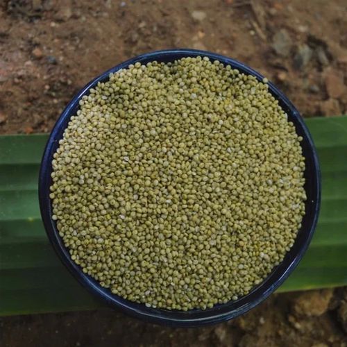 Organic Green Millet Seeds, Packaging Size : 5Kg 12% for Animal Feed