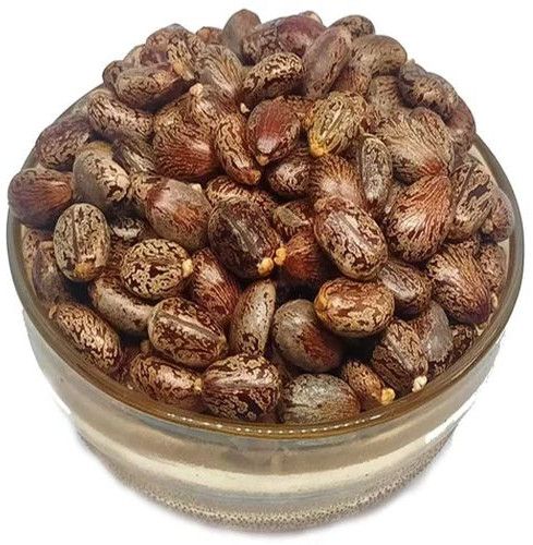 Organic Brown Hybrid Castor Seeds, Seed Type : Natural 4%
