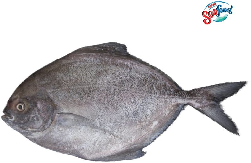 Fresh Black Pomfret Fish