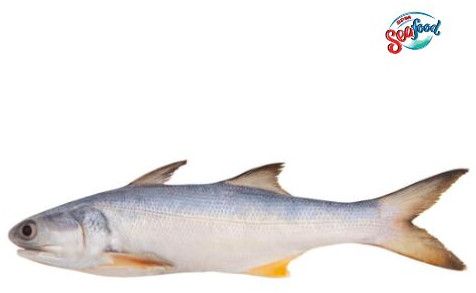 Fresh Indian Salmon Fish