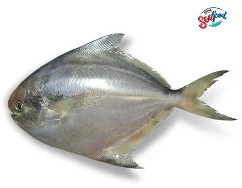 Fresh Silver Pomfret Fish