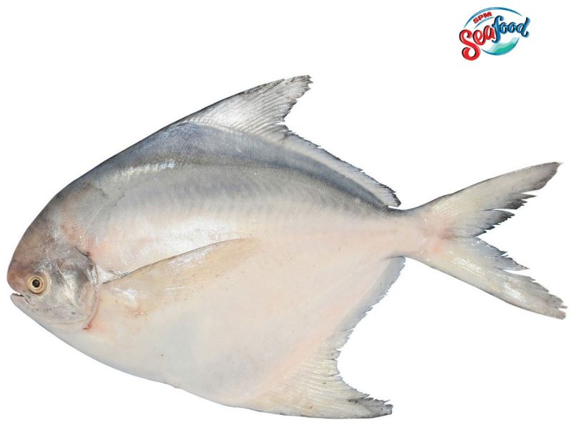 Fresh White Pomfret Fish