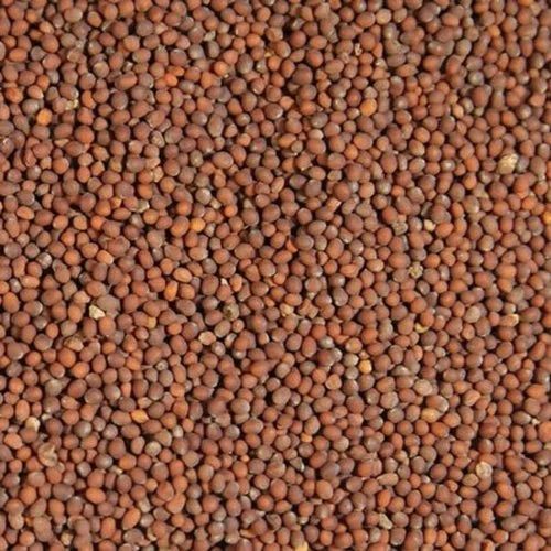 Organic Brown Mustard Seeds, Seed Type : Natural Food Grade