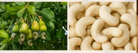 Natural Premium Raw Cashew Nuts, Color : Light Cream