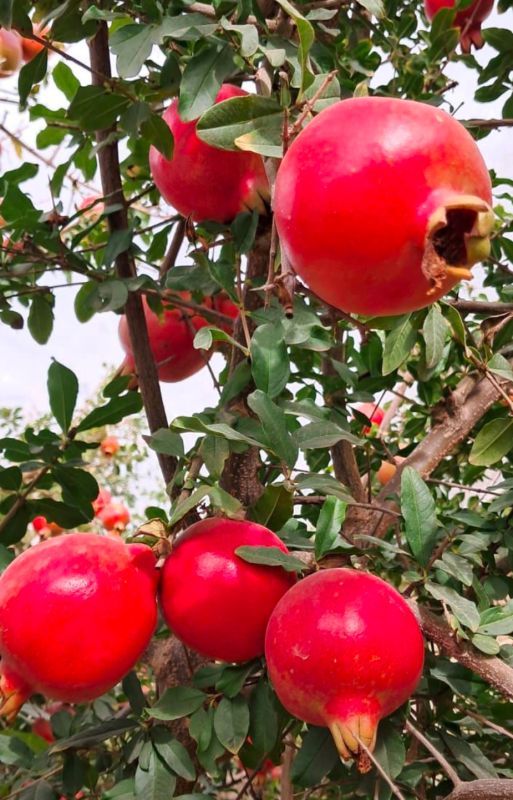 A Grade Fresh Bhagwa Pomegranate