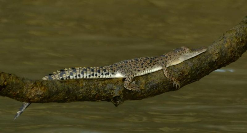 Bhitarkanika Tour Packages