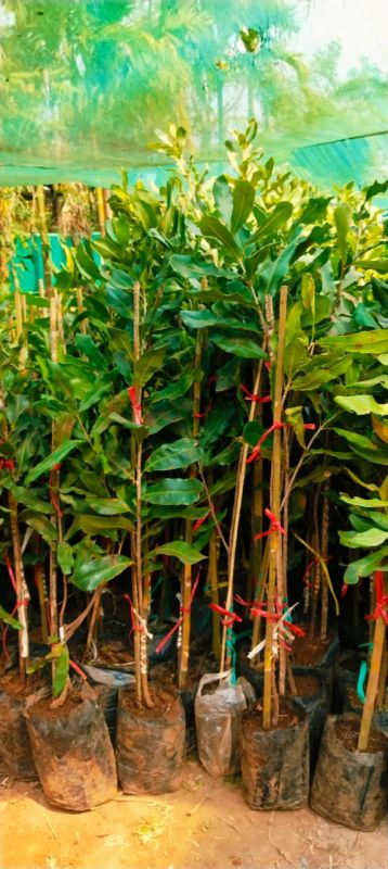 Macadamia Grafted Plant