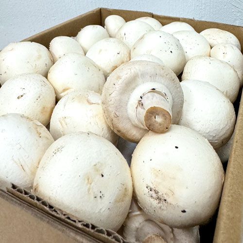 White Button Mushroom, Packaging Size : 5-25kg for Cooking