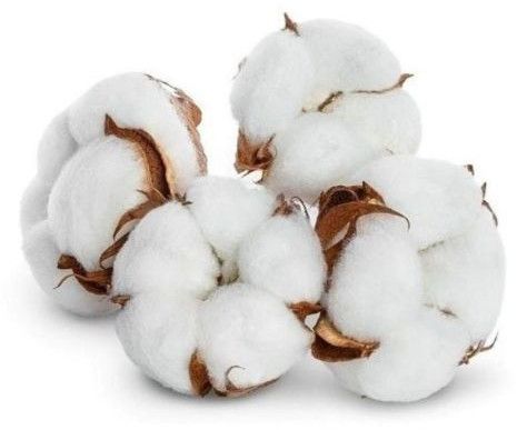 Indian Raw Cotton, Color : White, Packaging Size : 50-100kg
