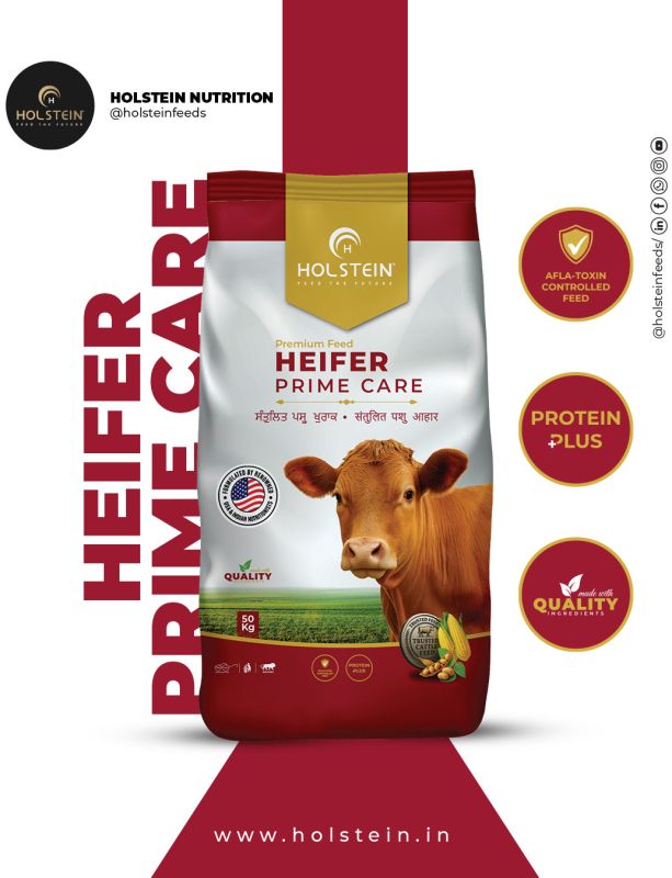 Holstein Heifer Prime Care Cattle Feed
