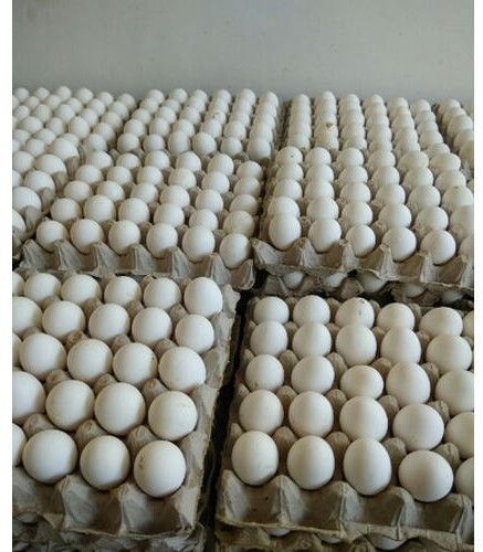 White Eggs, Color : Creamy for Human Consumption
