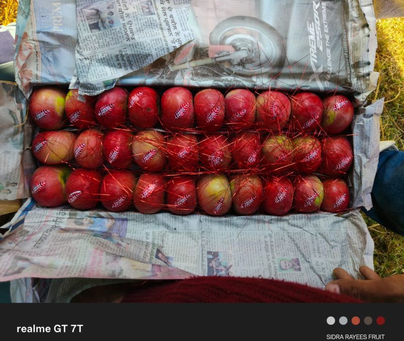 Kashmir Apple