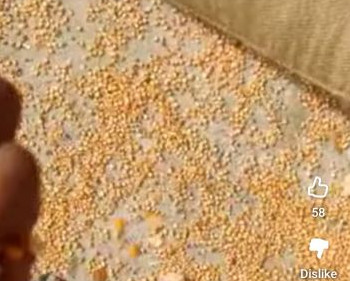 Organic Maize, Seed Type : Hybrid, Grade : Feed Grade